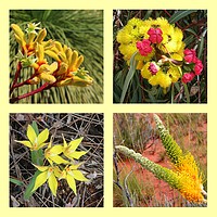 Buy canvas prints of Collection of yellow Australian wildflowers by Ines Porada