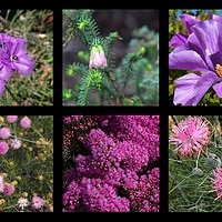 Buy canvas prints of Collection of Australian wildflowers in purple by Ines Porada