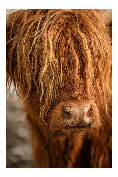 Highland Cow Picture Board by Duncan Loraine