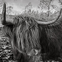 Buy canvas prints of Highland Cow by Duncan Loraine