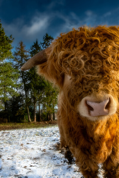 Highland Cow with a Cheeky Look Picture Board by Duncan Loraine