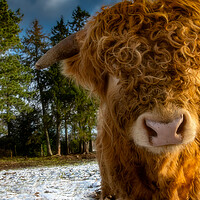 Buy canvas prints of Highland Cow with a Cheeky Look by Duncan Loraine