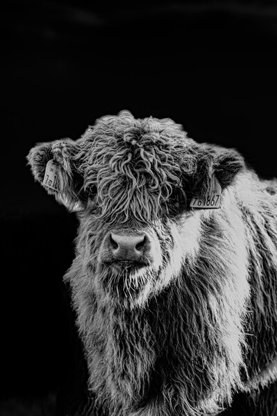 A Highland Cow looking at the camera Picture Board by Duncan Loraine