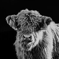 Buy canvas prints of A Highland Cow looking at the camera by Duncan Loraine