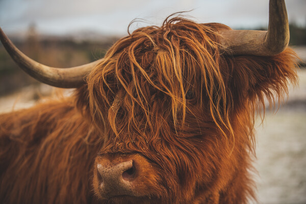 Highland Cow Picture Board by Duncan Loraine