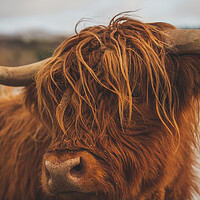 Buy canvas prints of Highland Cow by Duncan Loraine