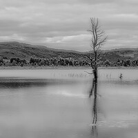 Buy canvas prints of Tree in The Loch by Duncan Loraine