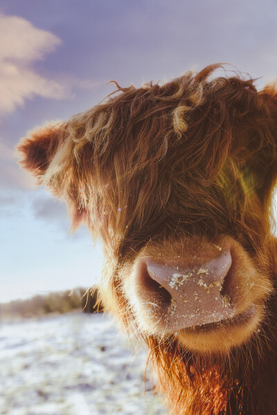 A Cheeky Highland Cow - Coo Picture Board by Duncan Loraine