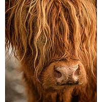 Buy canvas prints of Highland Cow  by Duncan Loraine