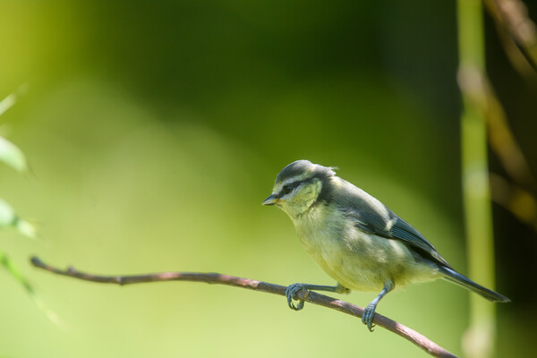 Young Blue Tit Picture Board by Duncan Loraine