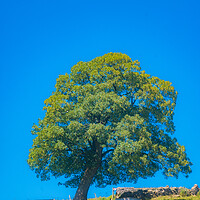 Buy canvas prints of Large Old Oak Tree by Duncan Loraine