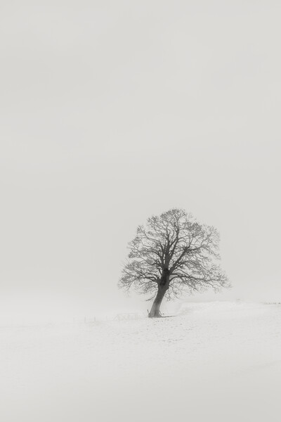 Abstract Minimalistic Tree  Picture Board by Duncan Loraine