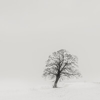 Buy canvas prints of Abstract Minimalistic Tree  by Duncan Loraine