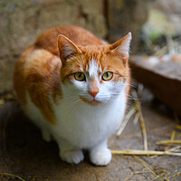 Buy canvas prints of The Curious Farm Cat by Duncan Loraine