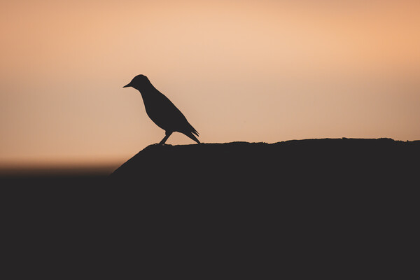 Starling Silhouette at Sunset Picture Board by Duncan Loraine