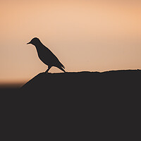 Buy canvas prints of Starling Silhouette at Sunset by Duncan Loraine