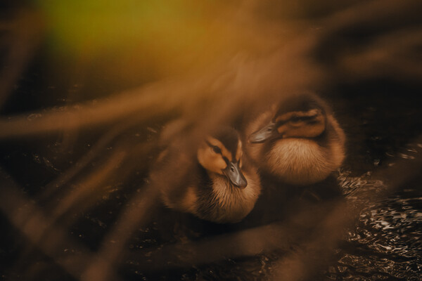 Tranquil Duckling Siblings Picture Board by Duncan Loraine