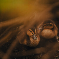 Buy canvas prints of Tranquil Duckling Siblings by Duncan Loraine
