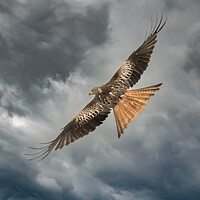 Buy canvas prints of Red Kite by Duncan Loraine
