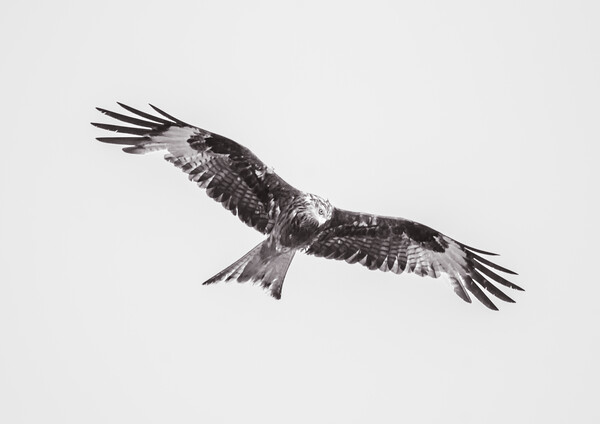 Wild Kite in Black and White Picture Board by Duncan Loraine