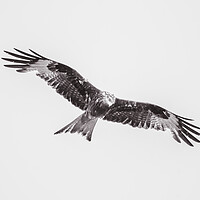 Buy canvas prints of Wild Kite in Black and White by Duncan Loraine