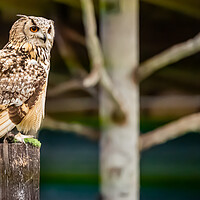 Buy canvas prints of A wise Owl by Duncan Loraine