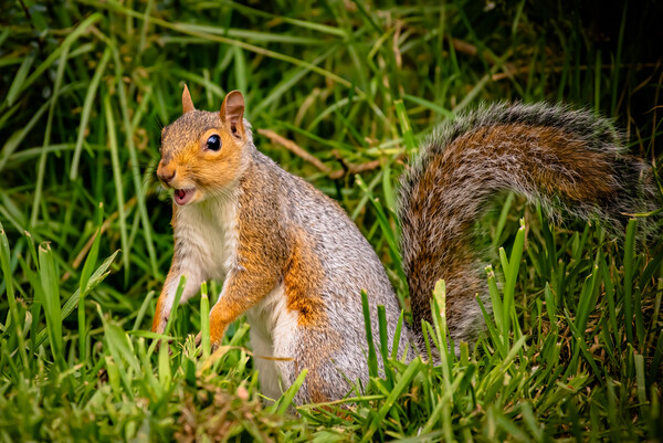 A happy squirrel standing on grass Picture Board by Duncan Loraine
