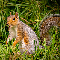 Buy canvas prints of A happy squirrel standing on grass by Duncan Loraine