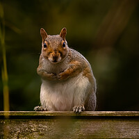 Buy canvas prints of Squirrel on a fence by Duncan Loraine