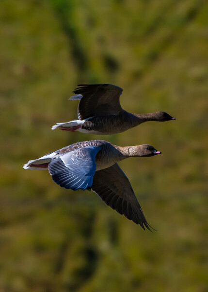 Pink Footed Geese Picture Board by Duncan Loraine