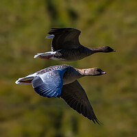 Buy canvas prints of Pink Footed Geese by Duncan Loraine