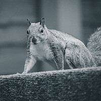 Buy canvas prints of Animal Squirrel  by Duncan Loraine