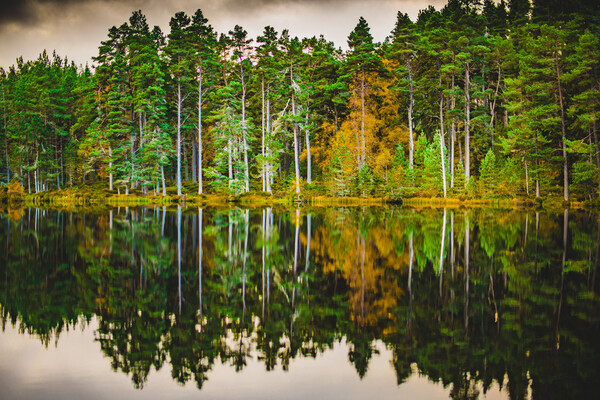 Forrest and a Loch Picture Board by Duncan Loraine