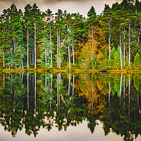 Buy canvas prints of Forrest and a Loch by Duncan Loraine