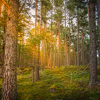 Buy canvas prints of Forrest Trees by Duncan Loraine