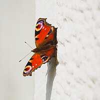 Buy canvas prints of Butterfly by Duncan Loraine