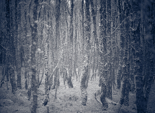Trees in a winter forest Picture Board by Duncan Loraine