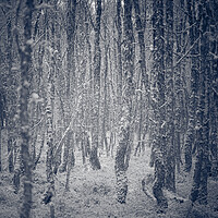 Buy canvas prints of Trees in a winter forest by Duncan Loraine