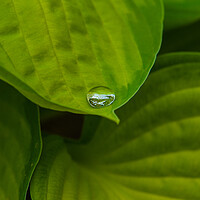 Buy canvas prints of Green Plant leaves by Duncan Loraine