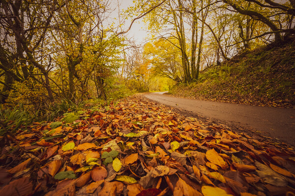 Sunlit Path of Autumn Picture Board by Duncan Loraine