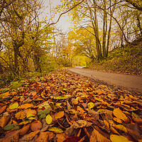 Buy canvas prints of Sunlit Path of Autumn by Duncan Loraine