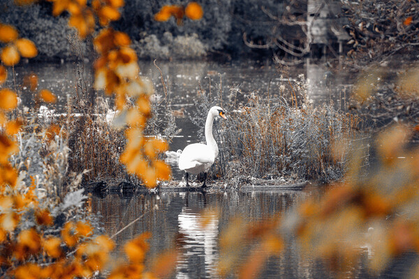 Swan on a Lake Picture Board by Duncan Loraine