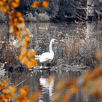 Buy canvas prints of Swan on a Lake by Duncan Loraine
