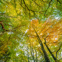 Buy canvas prints of Tree Canopy by Duncan Loraine