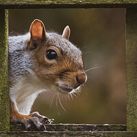 Buy canvas prints of Vibrant Red Squirrel on a Winter Day by Duncan Loraine