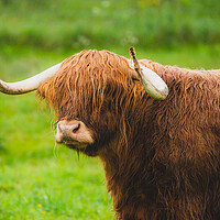 Buy canvas prints of A brown cow standing on top of a grass covered fie by Duncan Loraine
