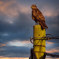 Buy canvas prints of Buzzard by Duncan Loraine