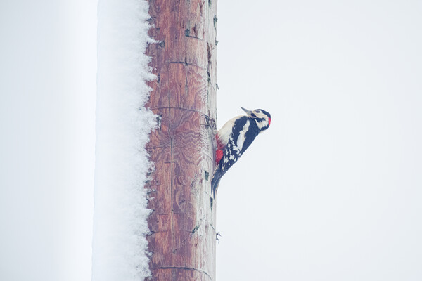 Snowy Woodpecker Picture Board by Duncan Loraine