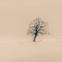 Buy canvas prints of A tree in in the snow by Duncan Loraine