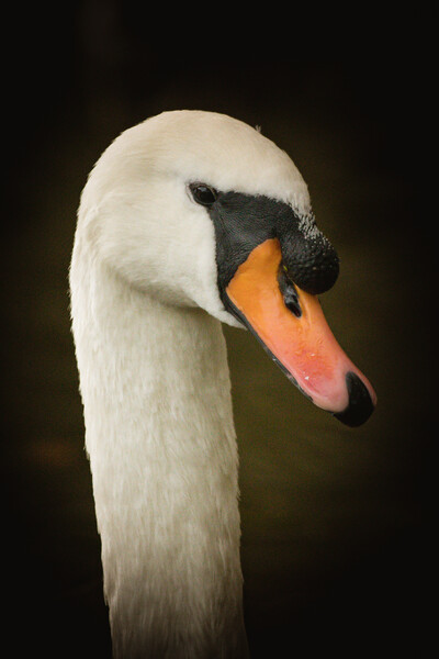 Close Up of a Swan Picture Board by Duncan Loraine